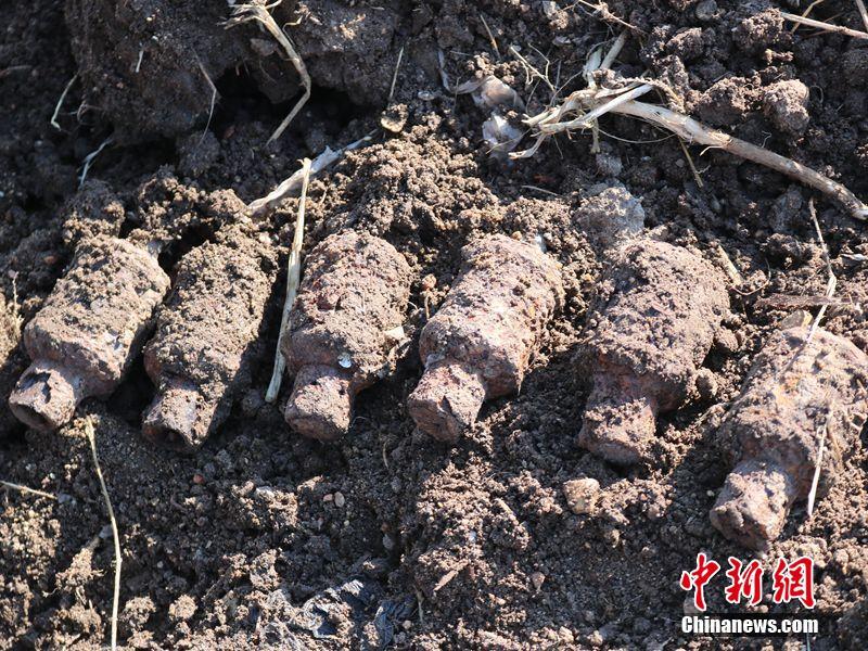 黑龙江一村民整修河道时挖出6枚疑似日伪时期手雷