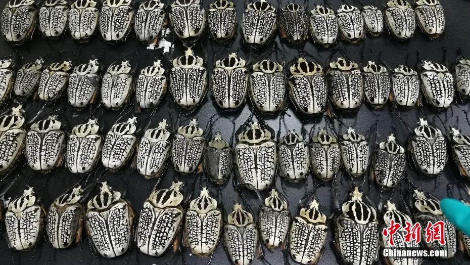 四川邮政口岸截获400余只昆虫标本