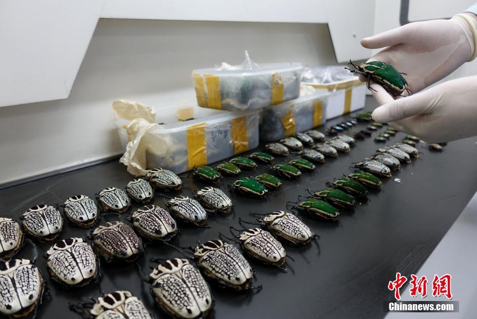 四川邮政口岸截获400余只昆虫标本
