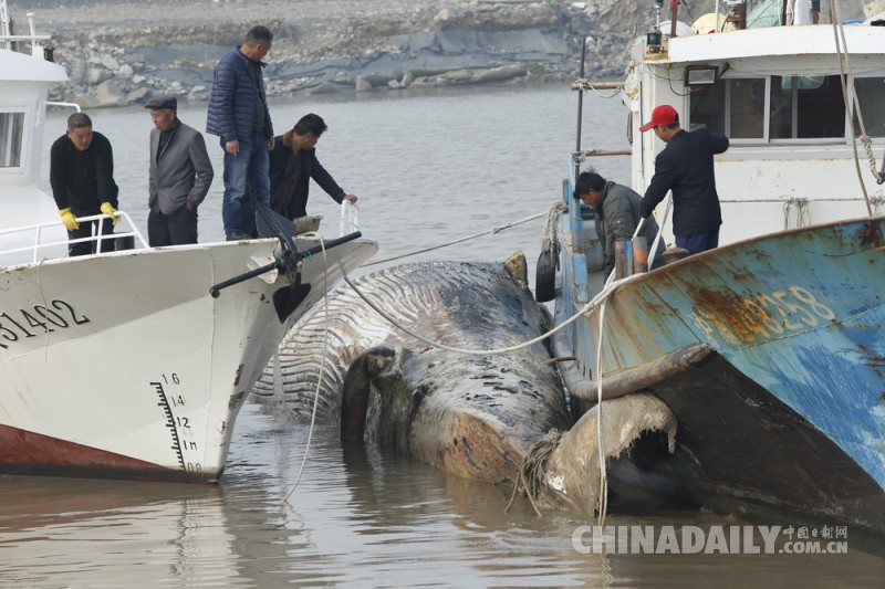 上海发现一死亡鲸鱼后续：将制成骨骼标本