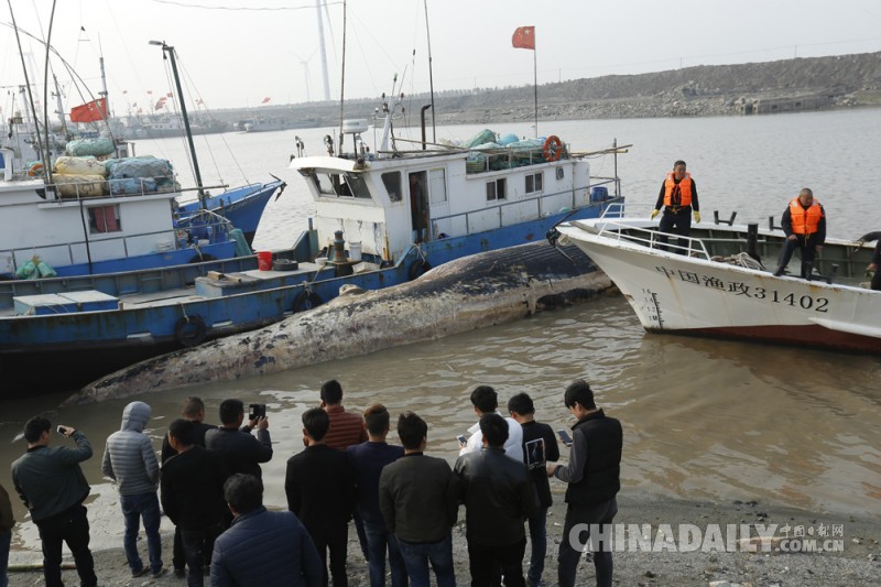 上海发现一死亡鲸鱼后续：将制成骨骼标本