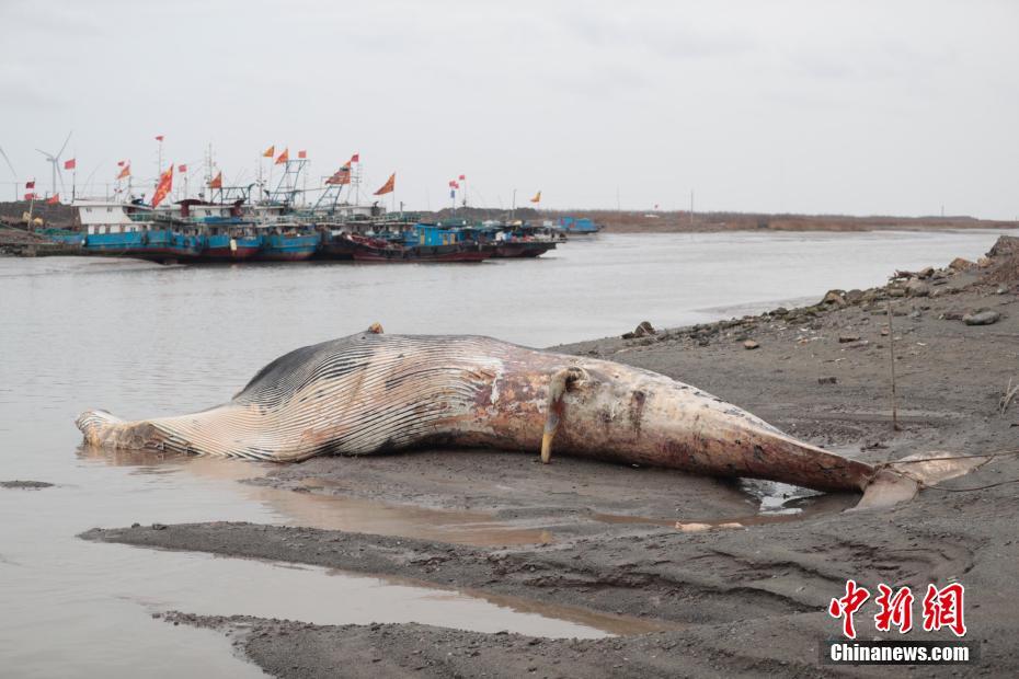 上海死亡鲸鱼被拖至岸边等待专家解剖
