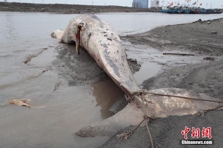 上海死亡鲸鱼被拖至岸边等待专家解剖