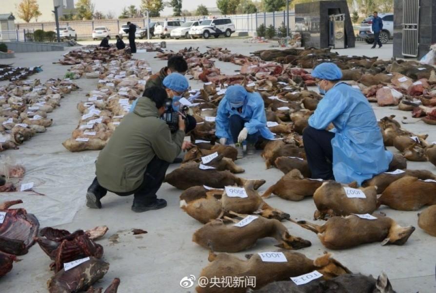 不法分子偷猎千只野生动物倒卖 尸体铺地触目惊心