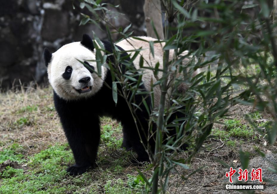 海归大熊猫“宝宝”快乐入住新家并与公众见面
