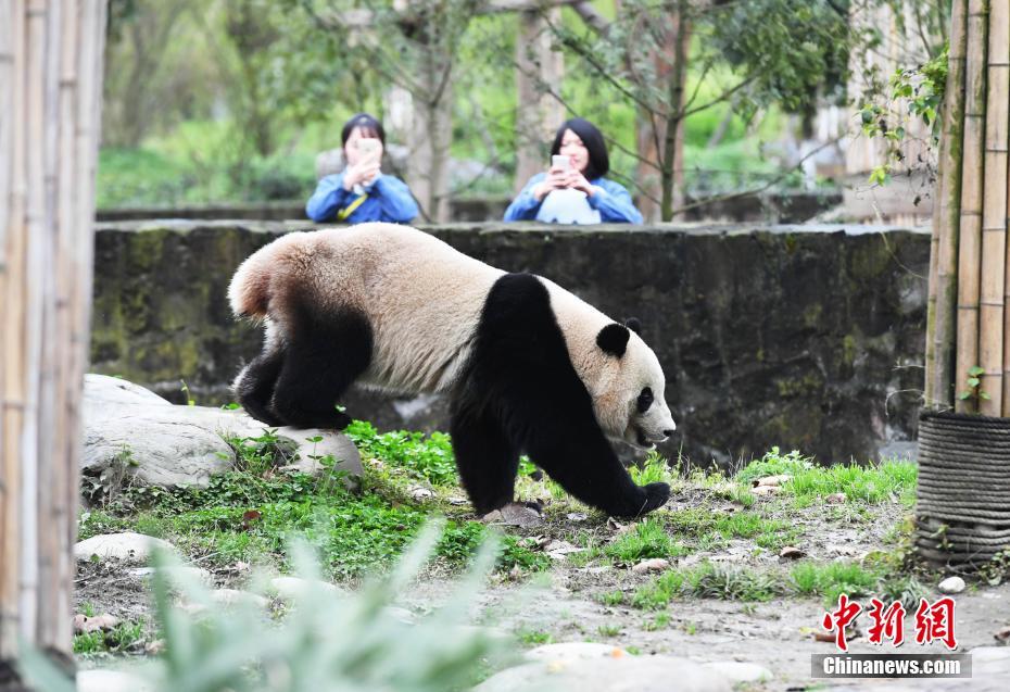 海归大熊猫“宝宝”快乐入住新家并与公众见面