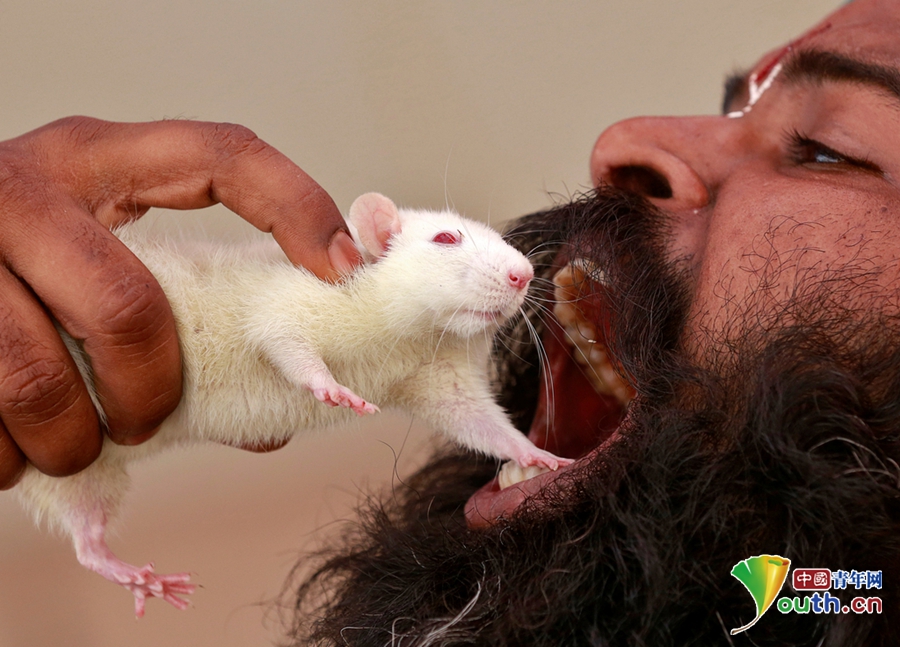 高能慎入！印度泰米尔农民“吃老鼠”示威抗议