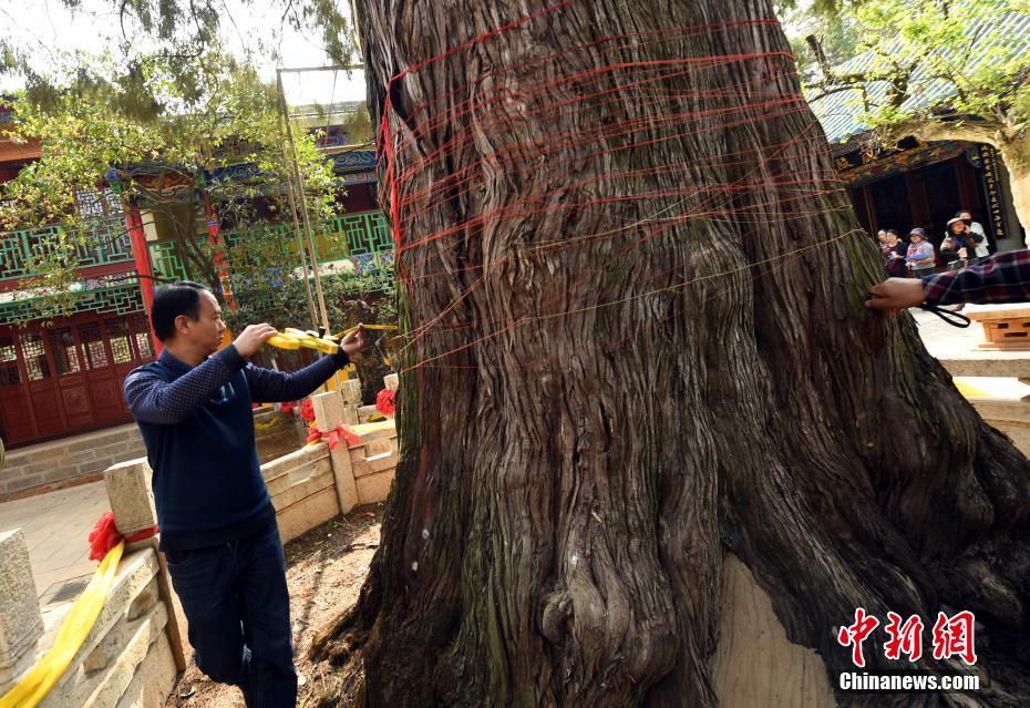 无人机为昆明920岁老宋柏测“身高”