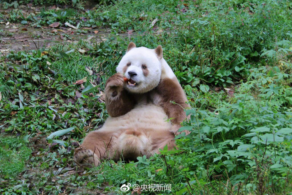 世界唯一活体棕色大熊猫七仔惬意撒欢