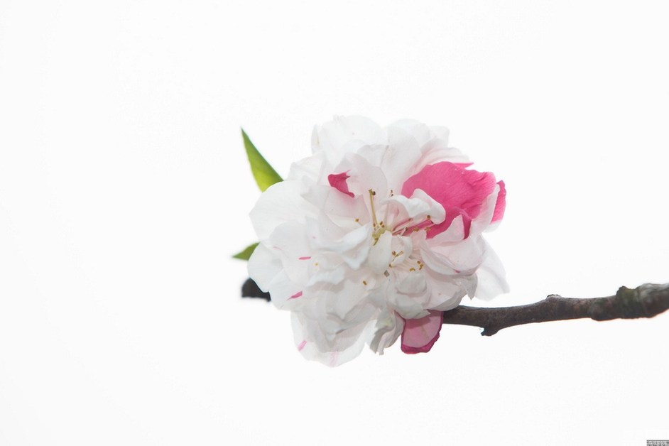 杭州现“奇葩”桃树 既开白花又开红花