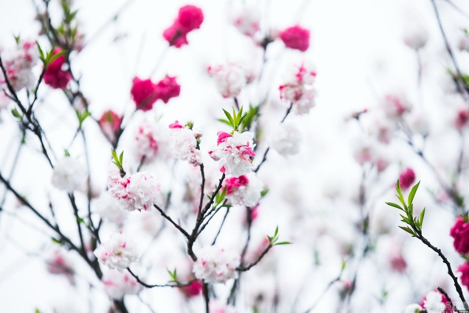 杭州现“奇葩”桃树 既开白花又开红花