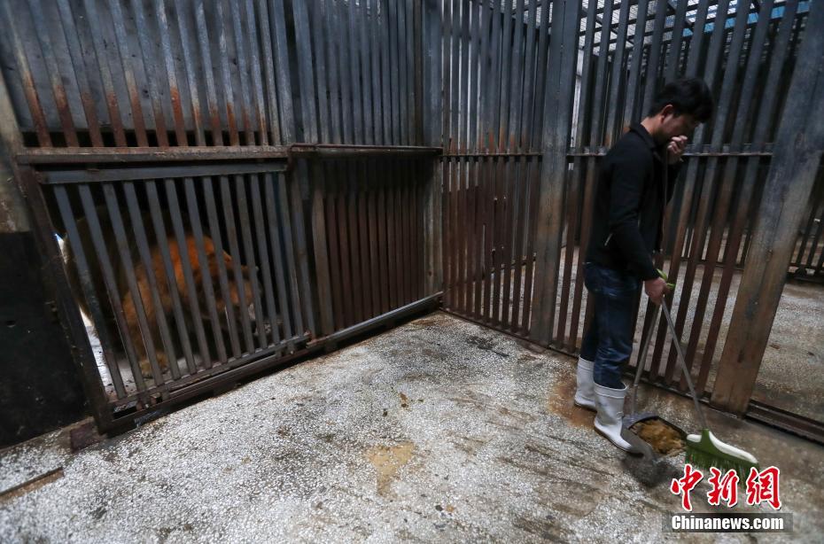 武汉市民变身饲养员 为北极熊打扫房间
