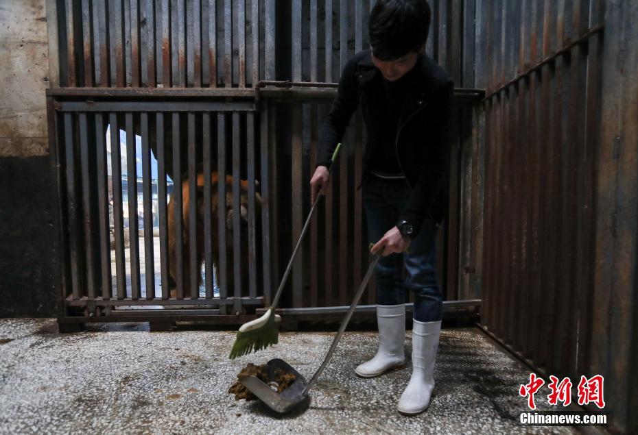 武汉市民变身饲养员 为北极熊打扫房间