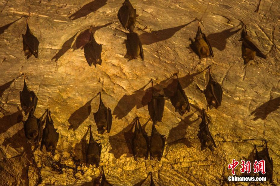 实拍江西“狐仙洞” 数千蝙蝠穴居溶洞