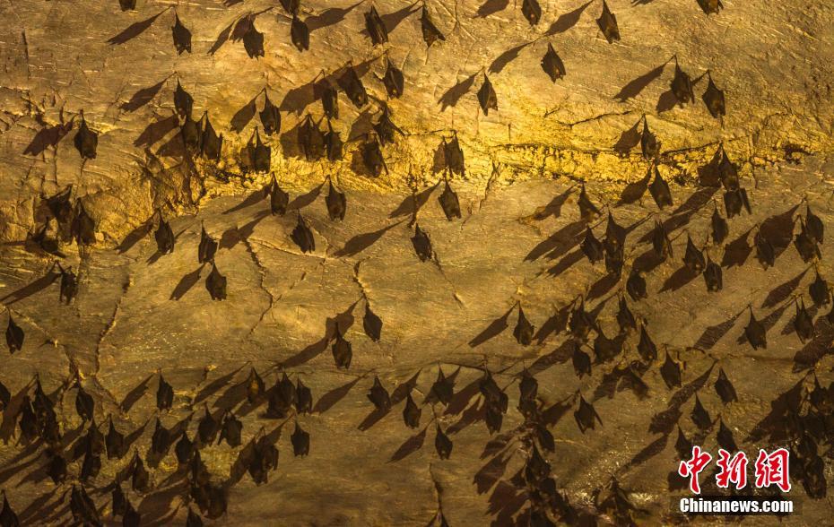 实拍江西“狐仙洞” 数千蝙蝠穴居溶洞