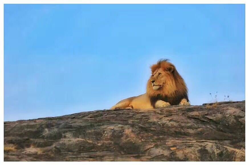 为了情怀！武汉伢辞去公职成非洲“狮子王”