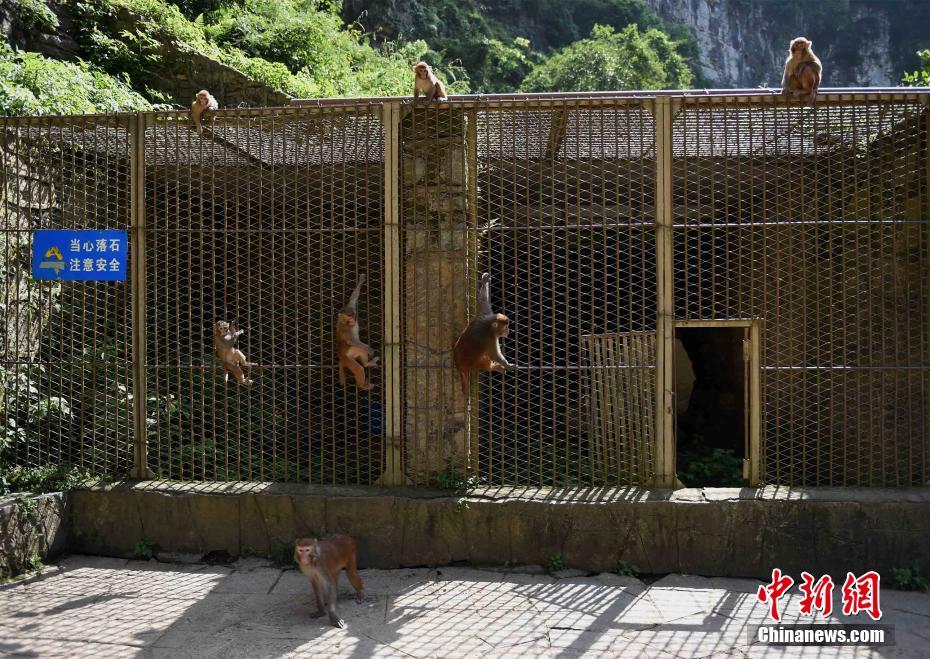 重庆统景5旬男子带领百猴渡河