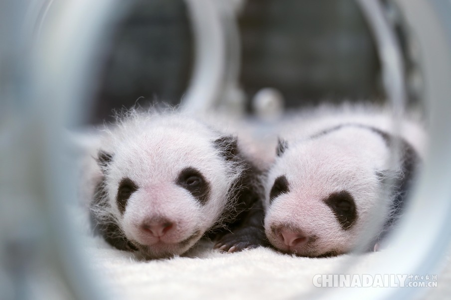 今年首对大熊猫宝宝与游客见面