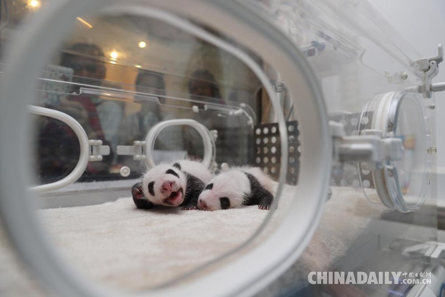 今年首对大熊猫宝宝与游客见面