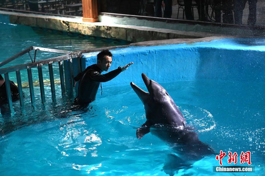 两头宽吻海豚“定居”哈尔滨