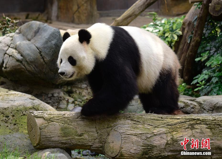 大熊猫乐乐与盈盈在香港交配完成 静候佳音