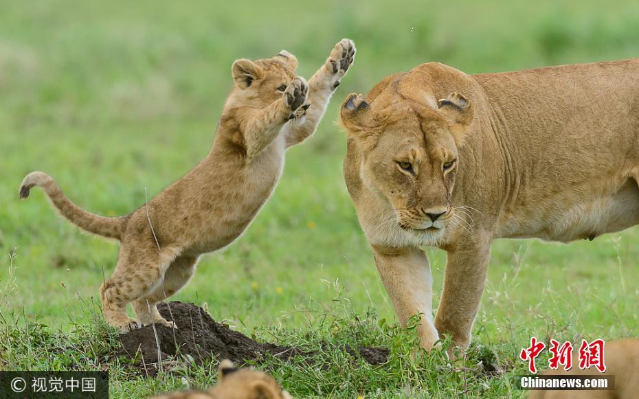 调皮狮宝宝练习扑咬玩耍 狮子妈妈“不胜其烦”