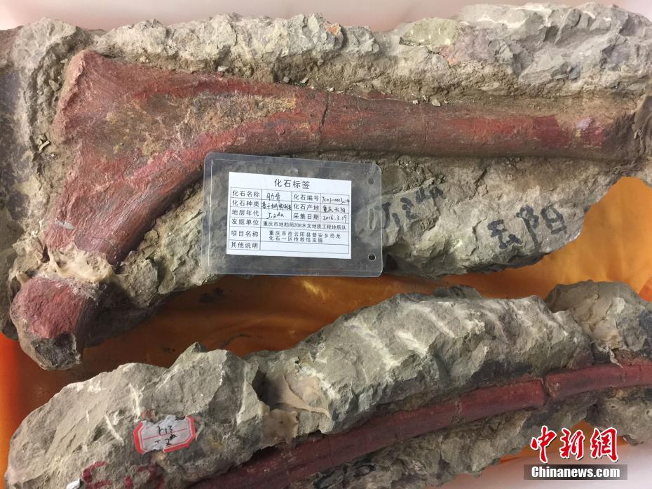 重庆发现世界级恐龙化石群 150米长“恐龙化石墙”吸引眼球