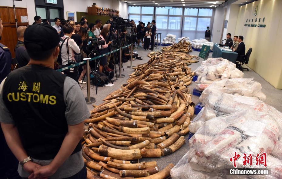 香港海关破30年来最大象牙走私案