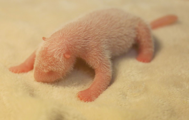 成都大熊猫“晶晶”产下一只雄性幼仔