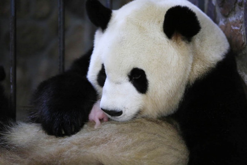 成都大熊猫“晶晶”产下一只雄性幼仔