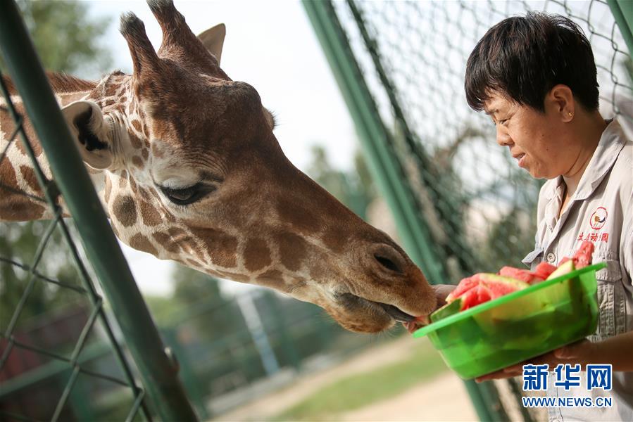 山西太原：动物防暑长颈鹿吃西瓜