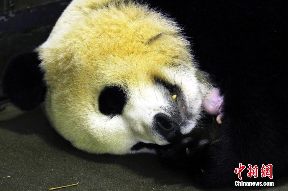 大熊猫“妮妮”顺利产下一对龙凤胎
