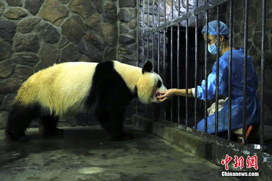 大熊猫“妮妮”顺利产下一对龙凤胎
