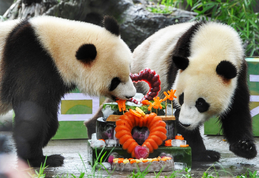 大熊猫双胞胎喜迎两周岁生日