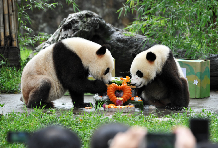 大熊猫双胞胎喜迎两周岁生日