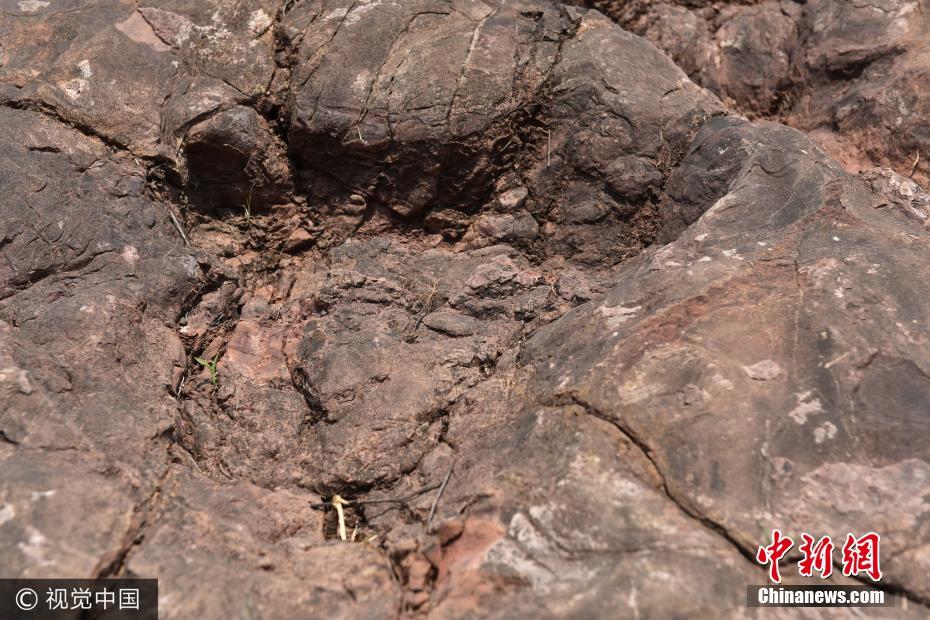 贵州茅台镇发现侏罗纪早期大型恐龙足迹群