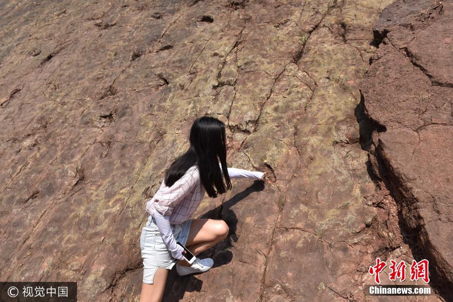 贵州茅台镇发现侏罗纪早期大型恐龙足迹群