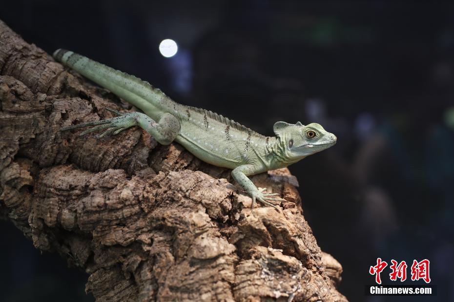 新派爬宠齐聚上海宠物展