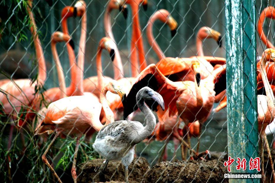 郑州动物园首次成功繁殖世界珍稀鸟类火烈鸟