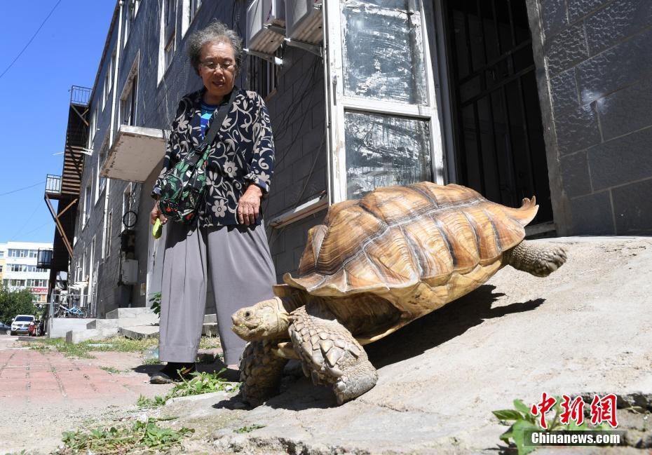 耄耋老太养百余斤“萌宠”乌龟 每日相伴散步