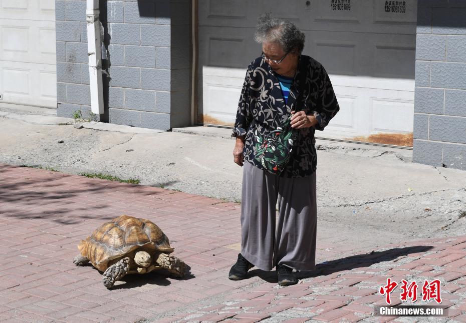 耄耋老太养百余斤“萌宠”乌龟 每日相伴散步