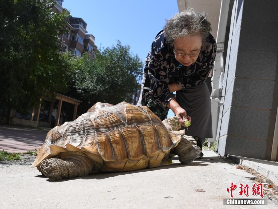 耄耋老太养百余斤“萌宠”乌龟 每日相伴散步