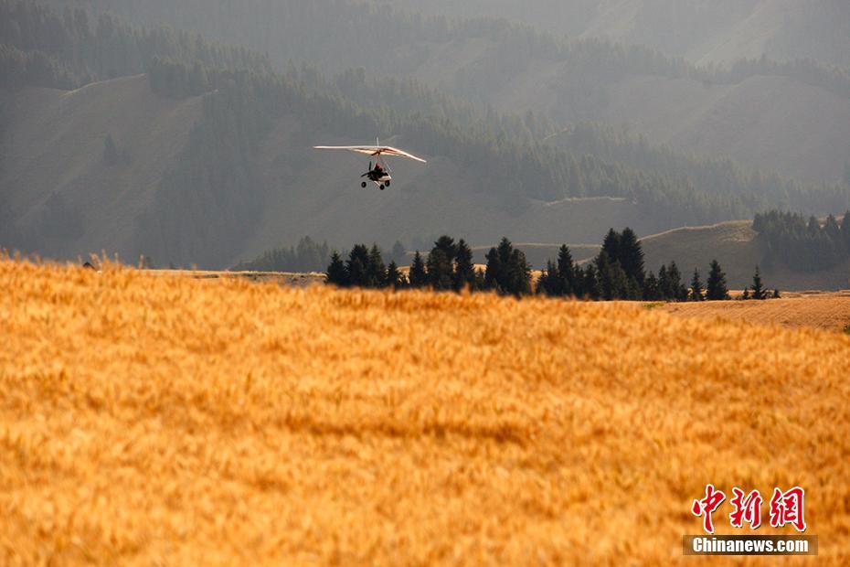 新疆奇台江布拉克景区万亩麦田迎“金色麦浪季”