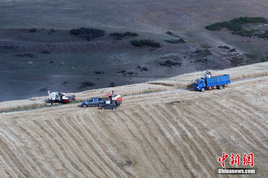新疆奇台江布拉克景区万亩麦田迎“金色麦浪季”