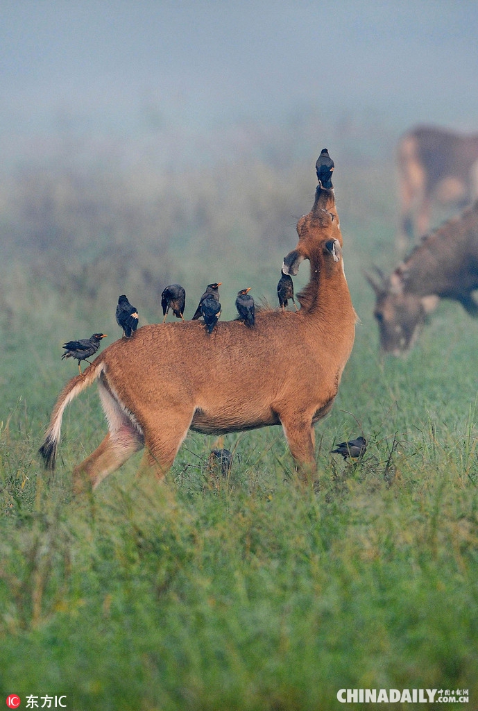 印度鹩哥在鹿牛羚背上排队休息 小小牛羚秒变霸气剑龙