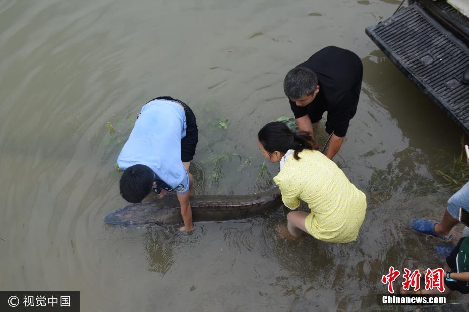 重庆30多年来首次发现野生中华鲟成鱼
