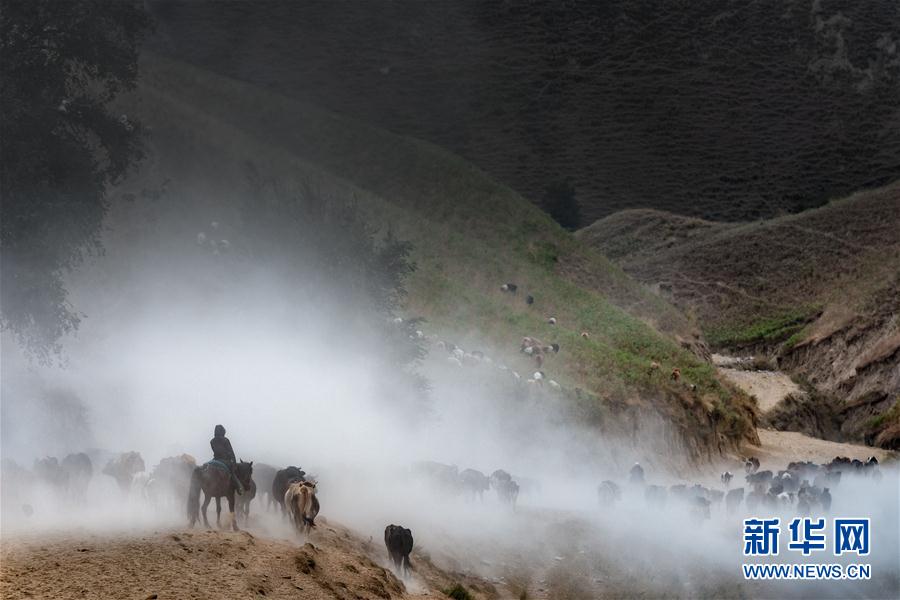 新疆伊犁河谷牧民开始秋季转场