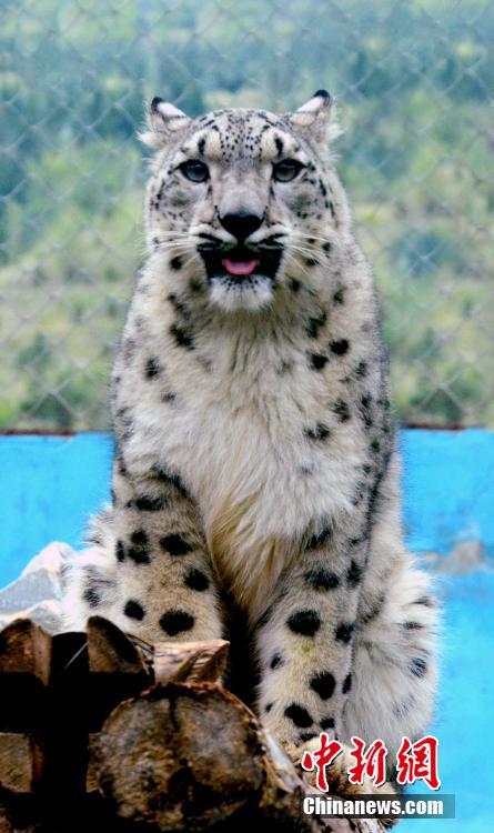 青藏高原野生动物园发布一组雪豹公主“写真照”
