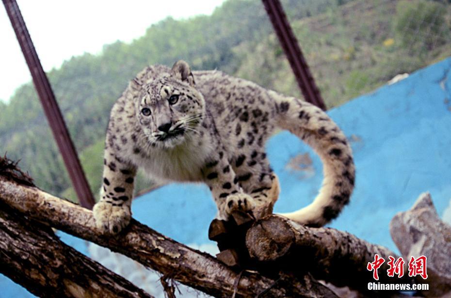 青藏高原野生动物园发布一组雪豹公主“写真照”