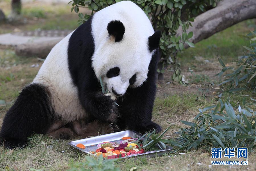 大熊猫吃月饼过中秋